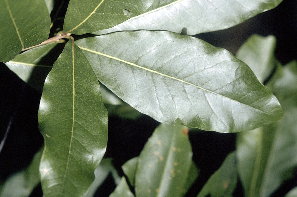 Leaves