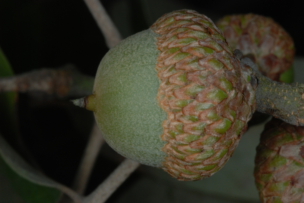 Side view of acorn (Moore County, NC)-Early Fall