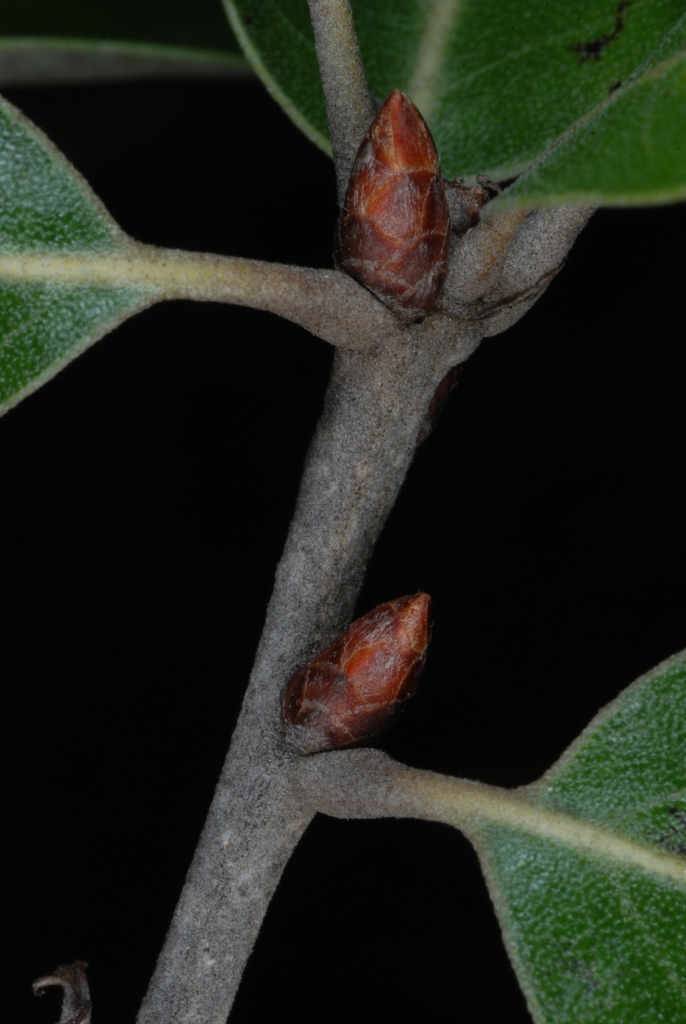 End and stem buds (Moore County, NC)-Early Fall