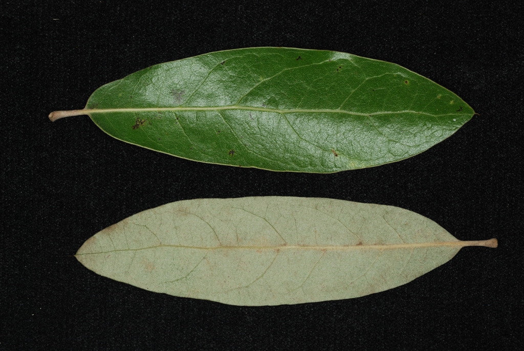 Front and back of leaf (Moore County, NC)-Early Fall