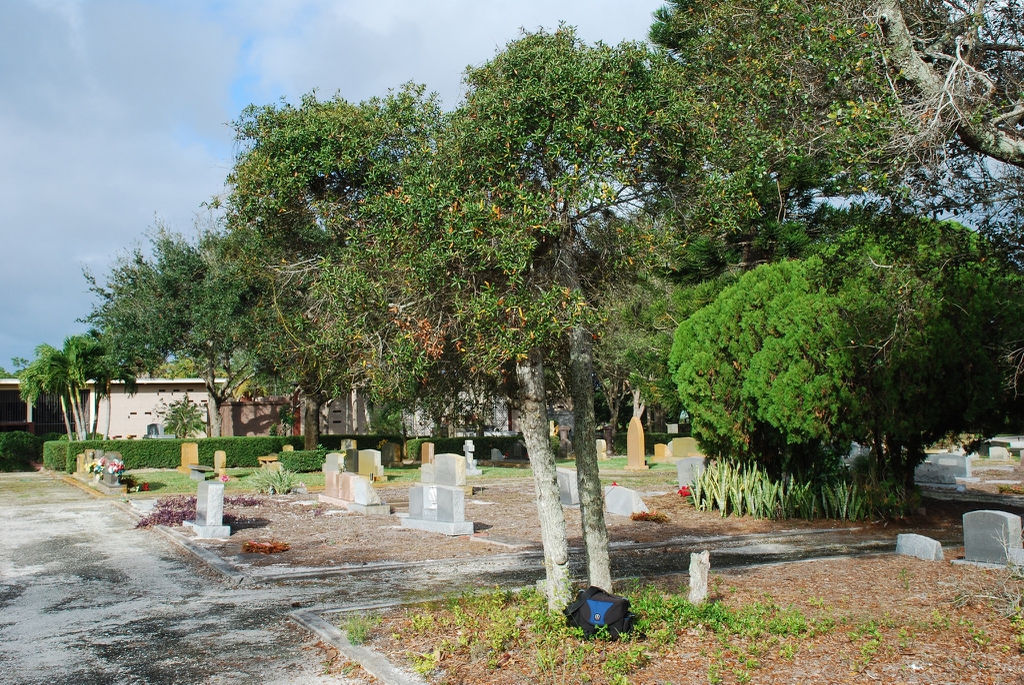Abnormally large form (Martin County, FL)-Mid Winter