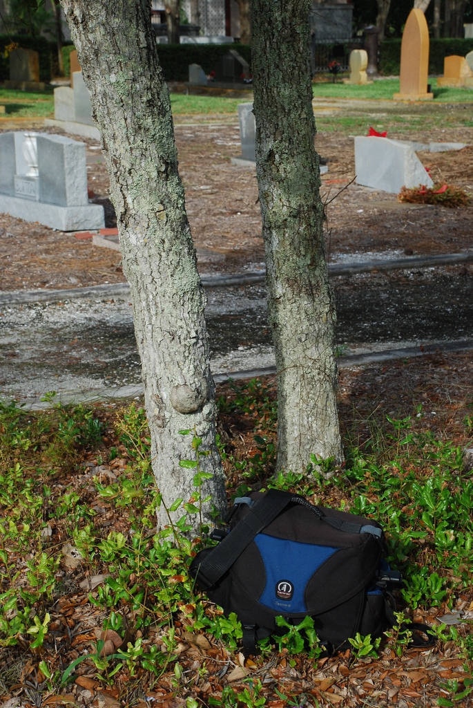 Abnormally thick diameter trunk (Martin County, FL)-Mid Winter