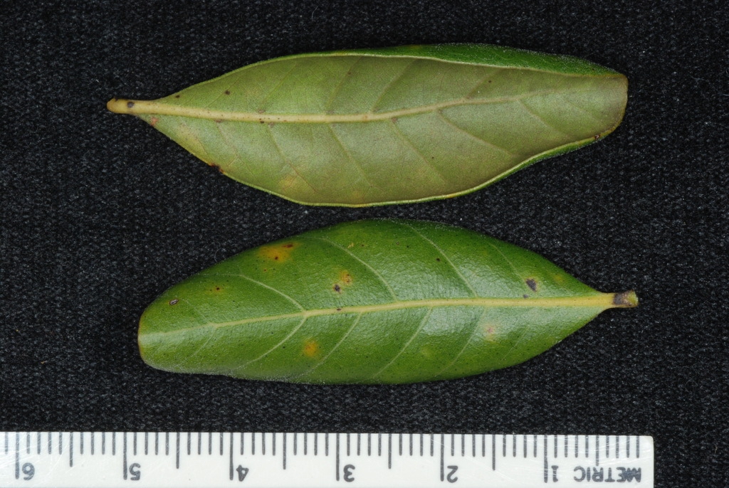 Front and back of leaf (Polk County, FL)-Mid Fall