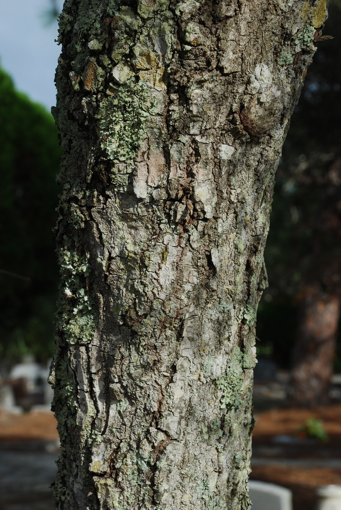 Abnormally thick diameter trunk fissured bark (Martin Co., FL)