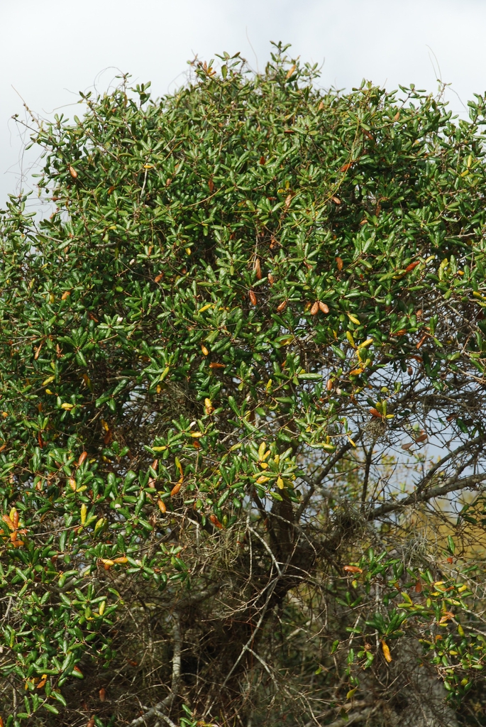 Abnormally large form (Martin County, FL)-Mid Winter
