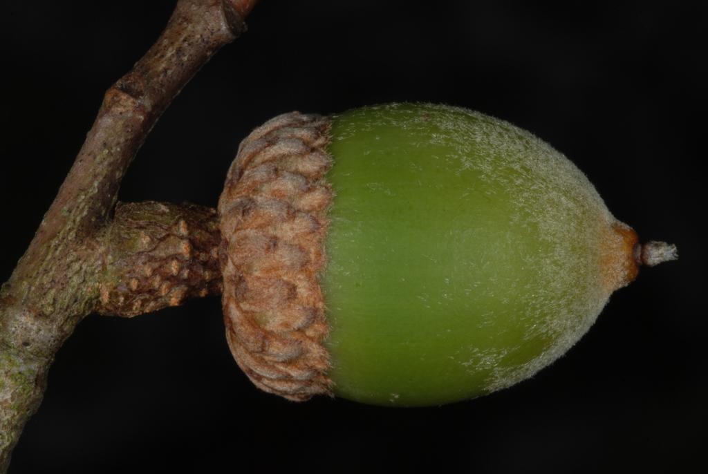 side view acorn (Polk County, FL)-Mid Fall