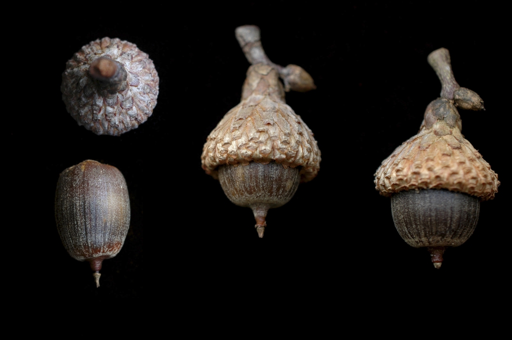 Acorns with caps
