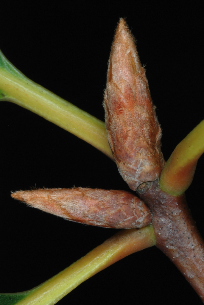 End buds (Pinebluff, NC)-Early Fall