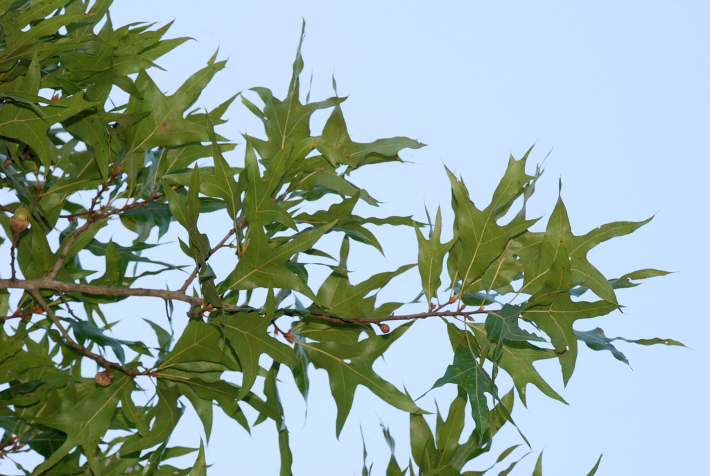 Branch with leaves (Pinebluff, NC)-Early Fall