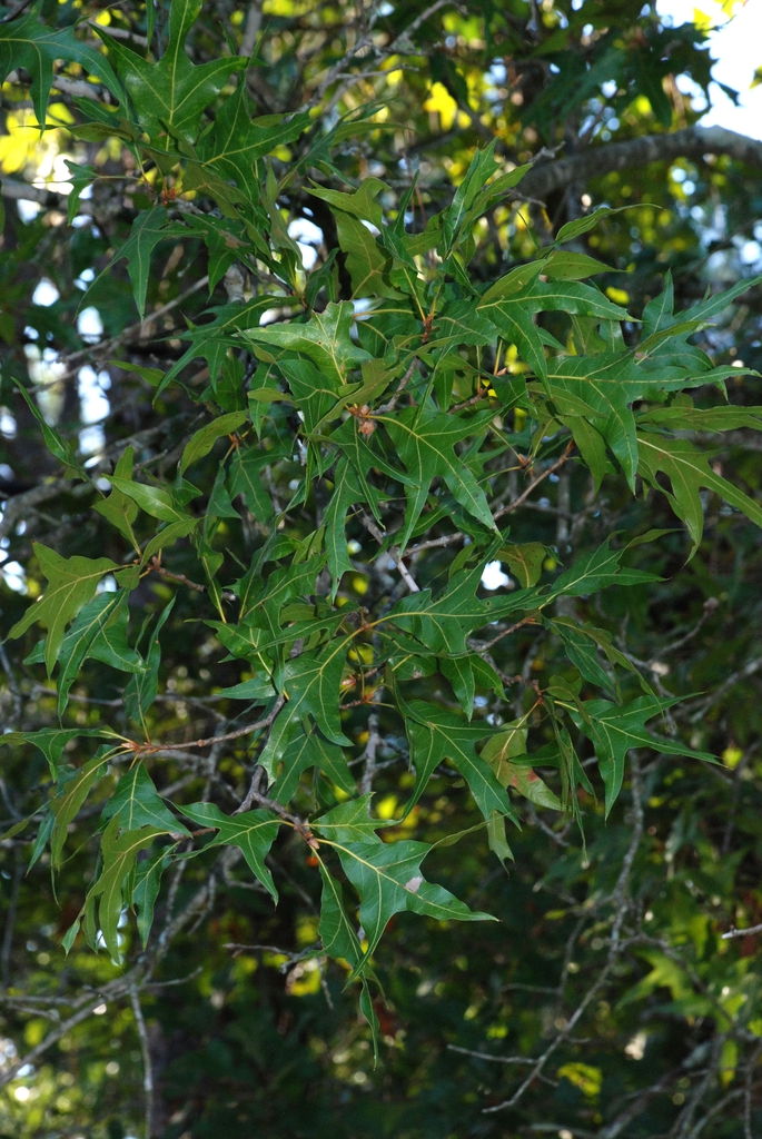 Leaves (Pinebluff, NC)-Early Fall