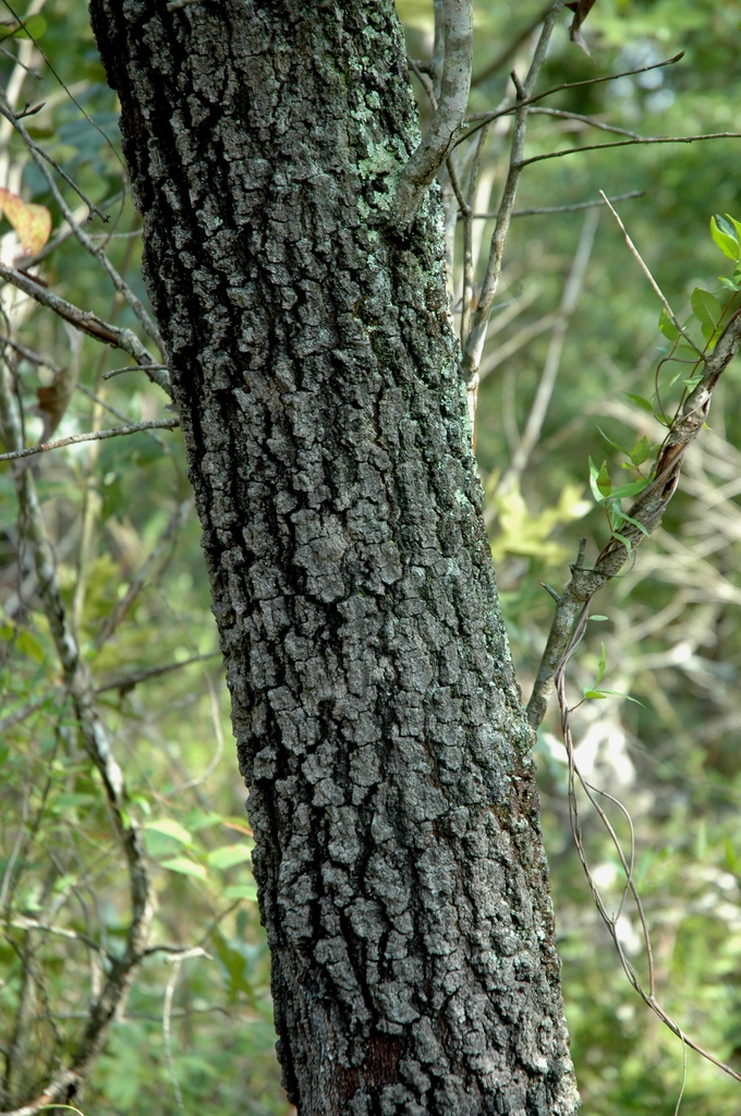 Bark