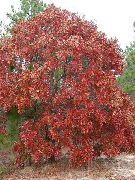 Mature tree with reddish leaves in fall