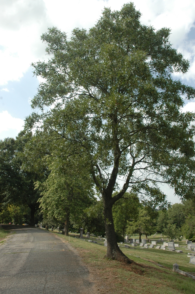 Form with green leaves