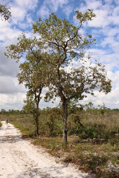 Form of tree with green leaves