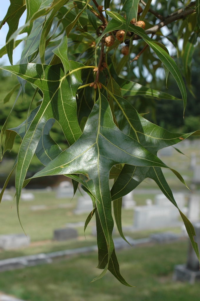 Leaves