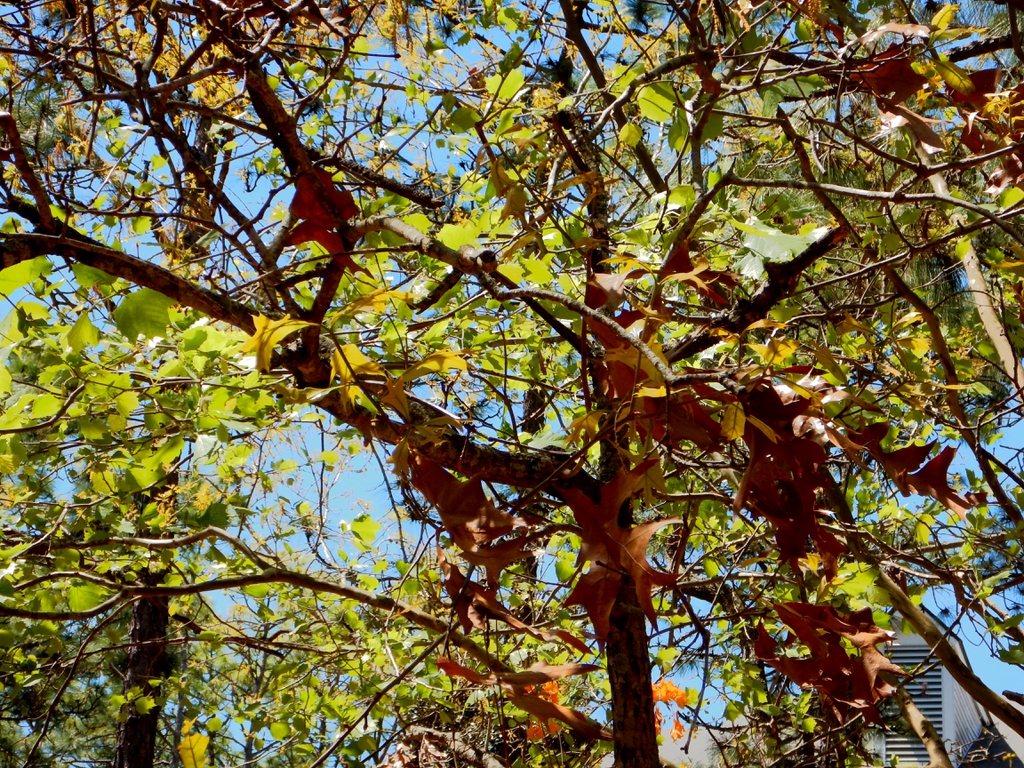 Spring leaves