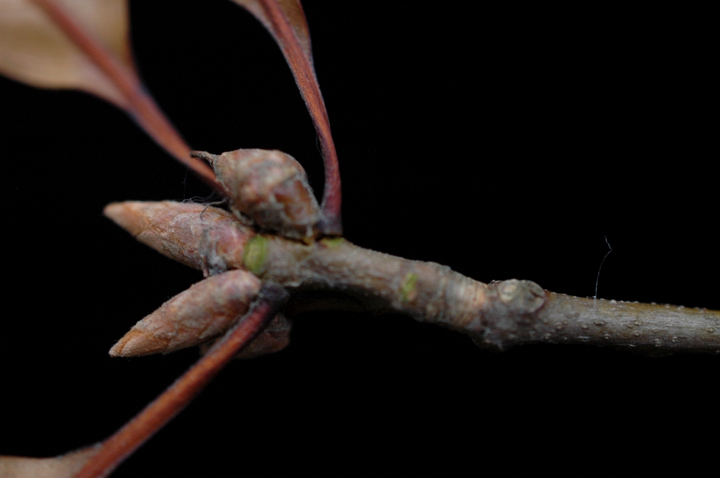 Branch and terminal buds
