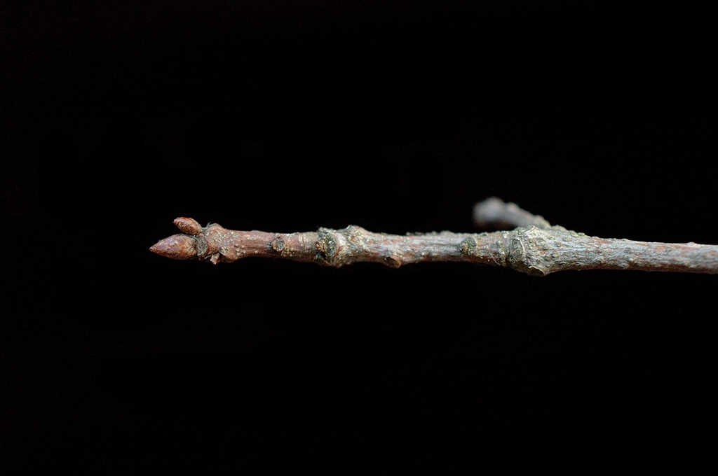 Stem