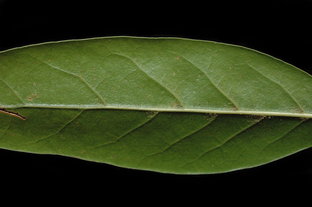 Underside of leaf