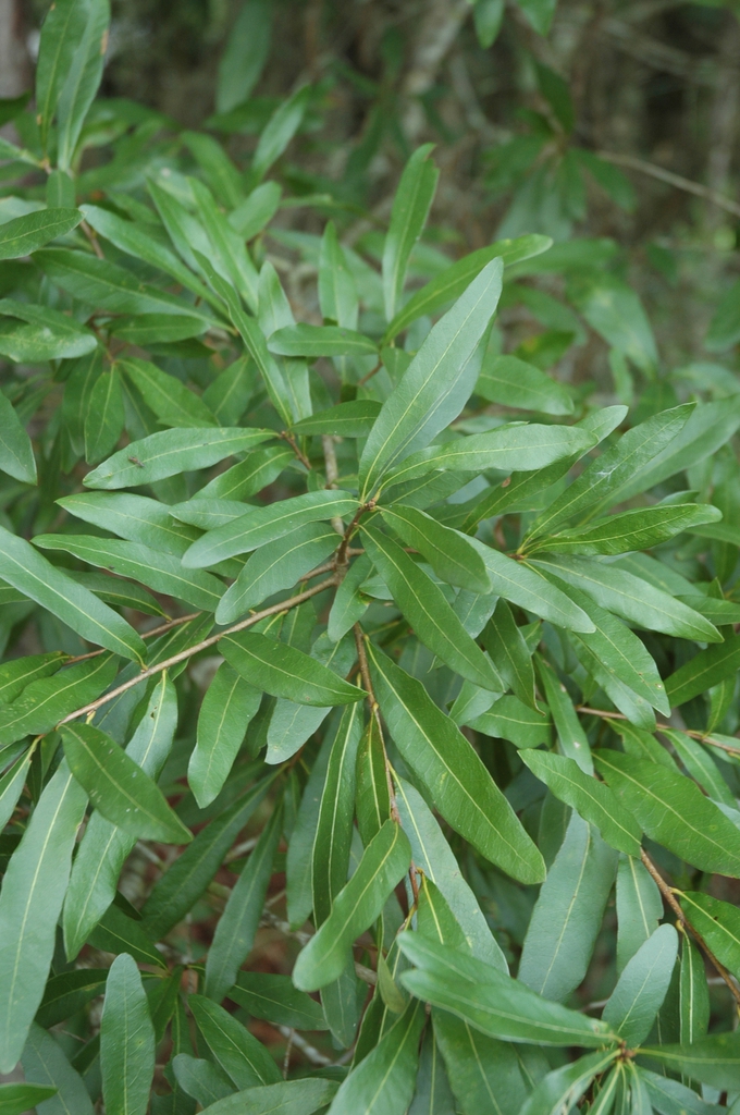 Leaves