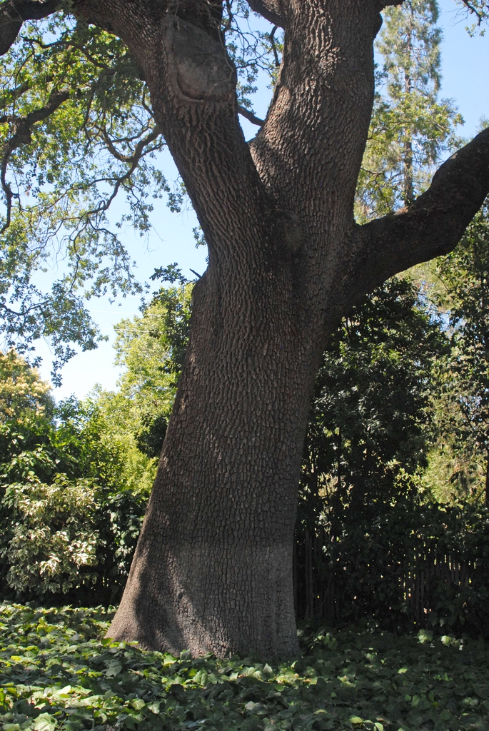 Trunk and branches