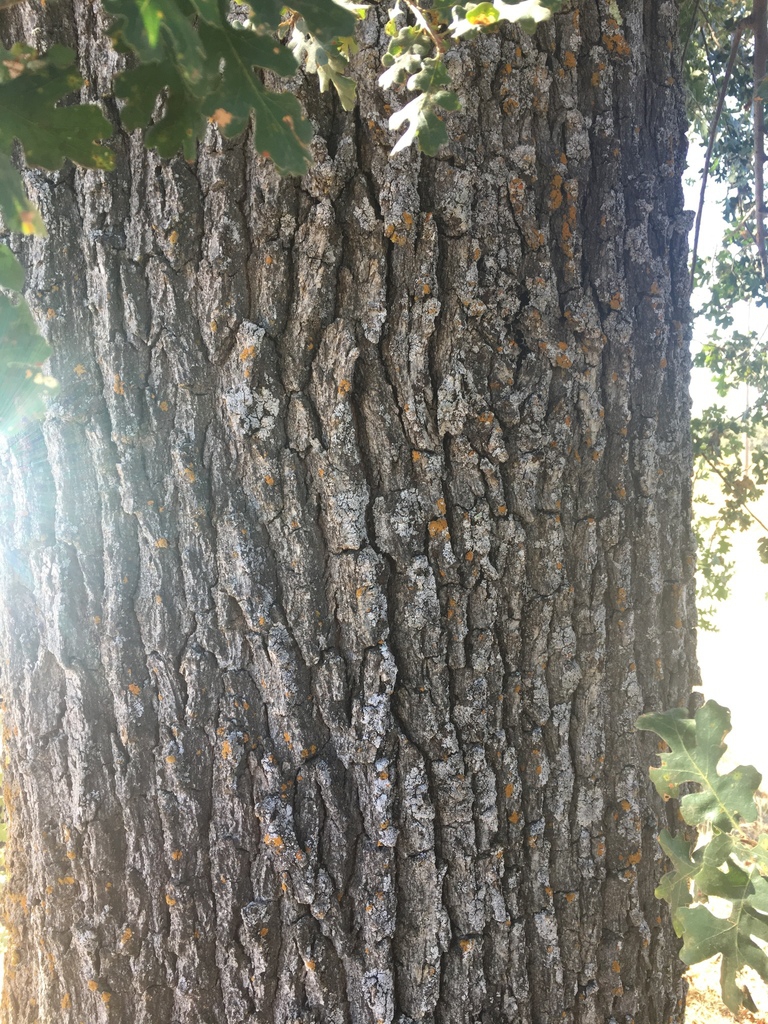 Bark