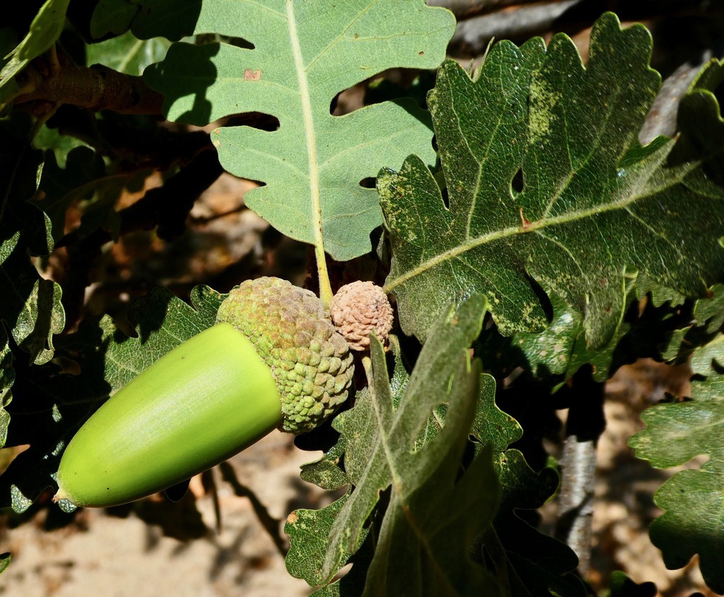 Fruit