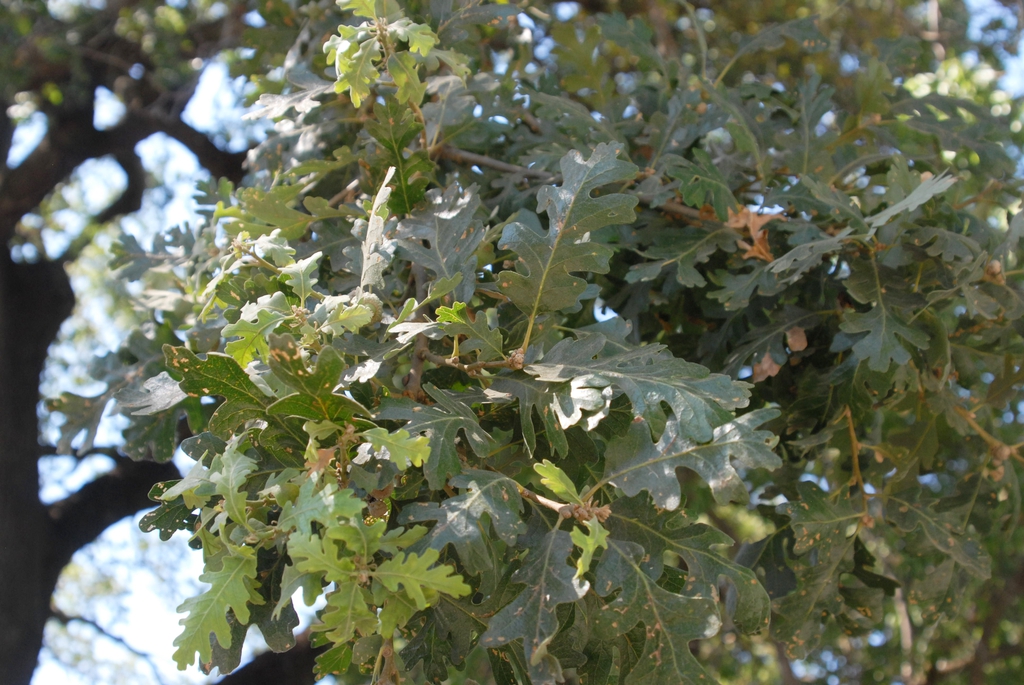 Quercus lobata