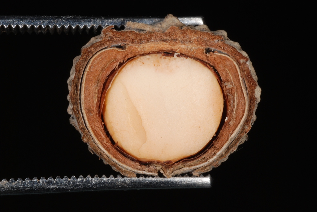 Cut end of cup and acorn (Pitt County, NC)-Late Fall