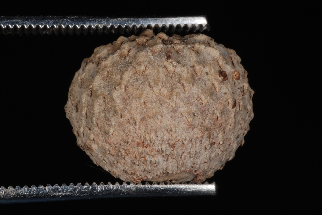 Acorn cap (Pitt County, NC)-Late Fall