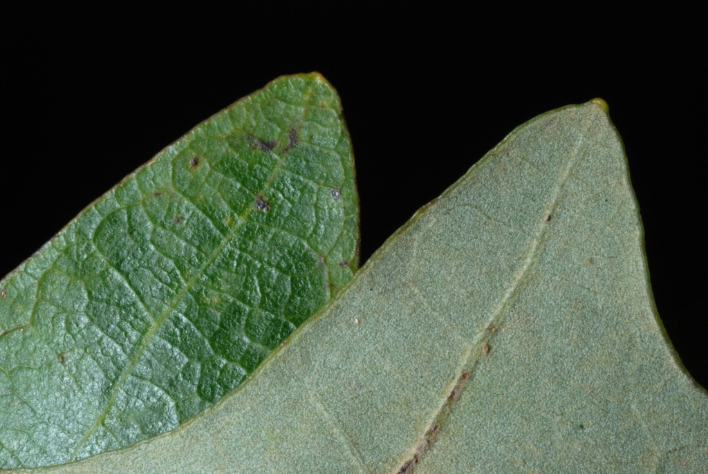 Entire leaf margin (Pitt County, NC)-Late Fall