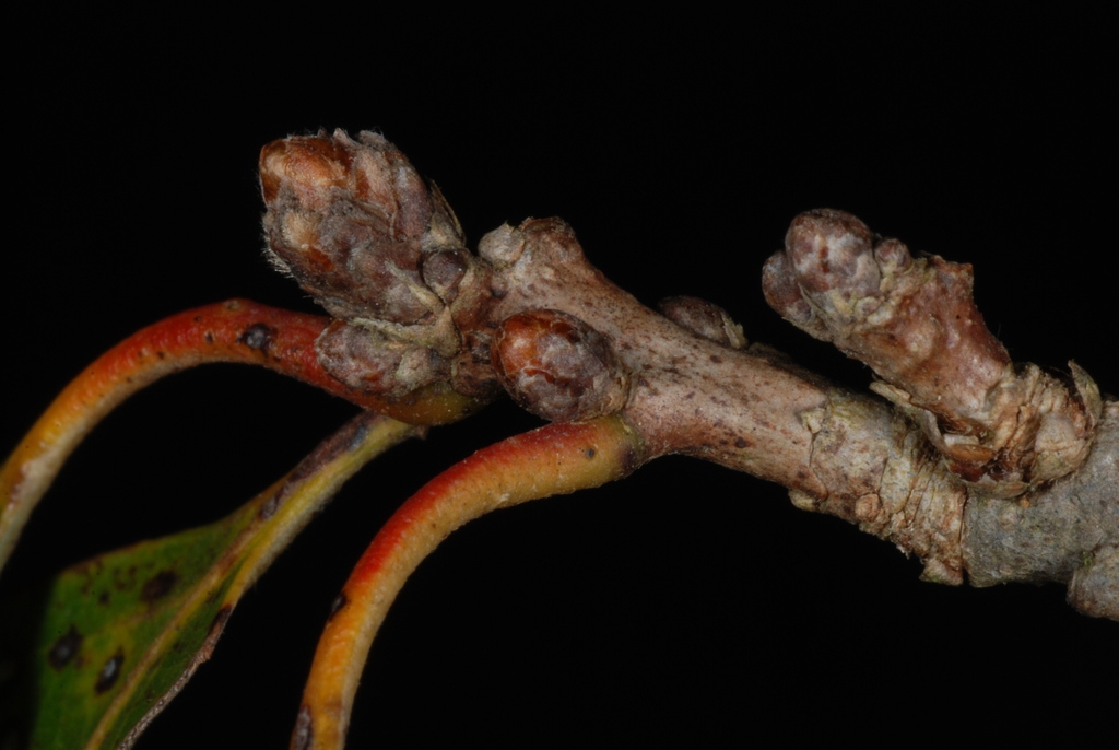 End and stem buds (Pitt County, NC)-Late Fall