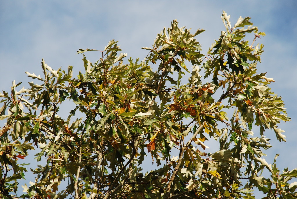 Branches (Pitt County, NC)-Late Fall