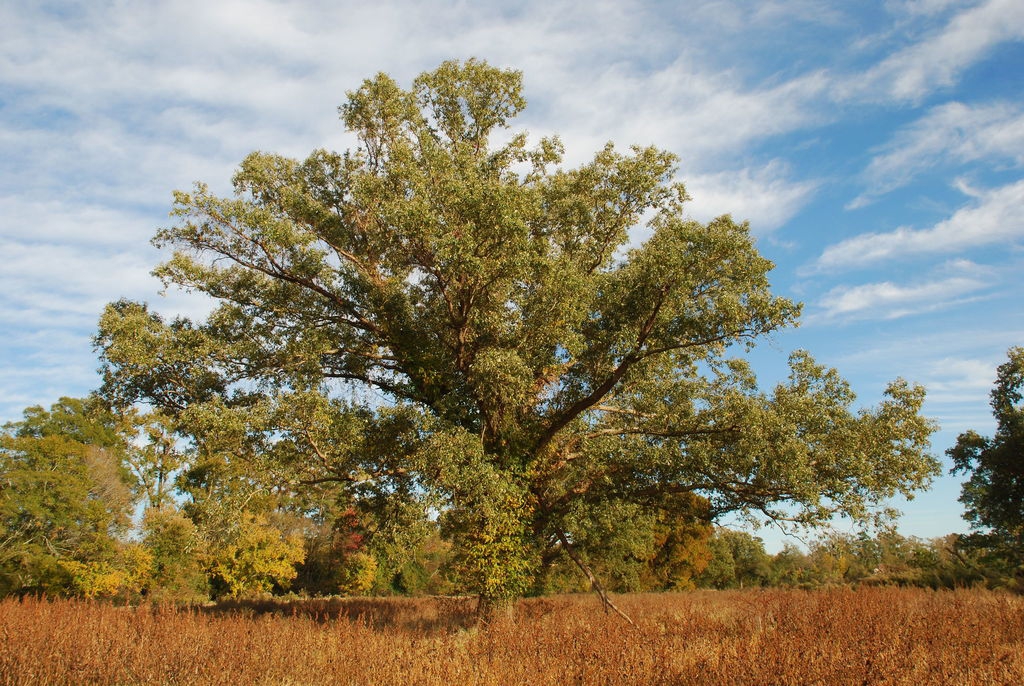 Form (Pitt County, NC)-Late Fall