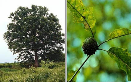 Form and acorn