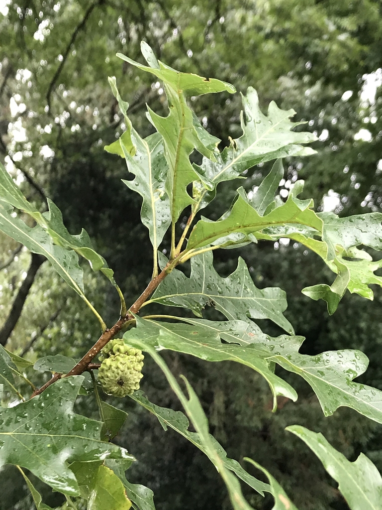Leaves and acorns (Morris Arboretum, Philadelphia, PA)