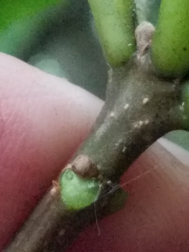 Stem