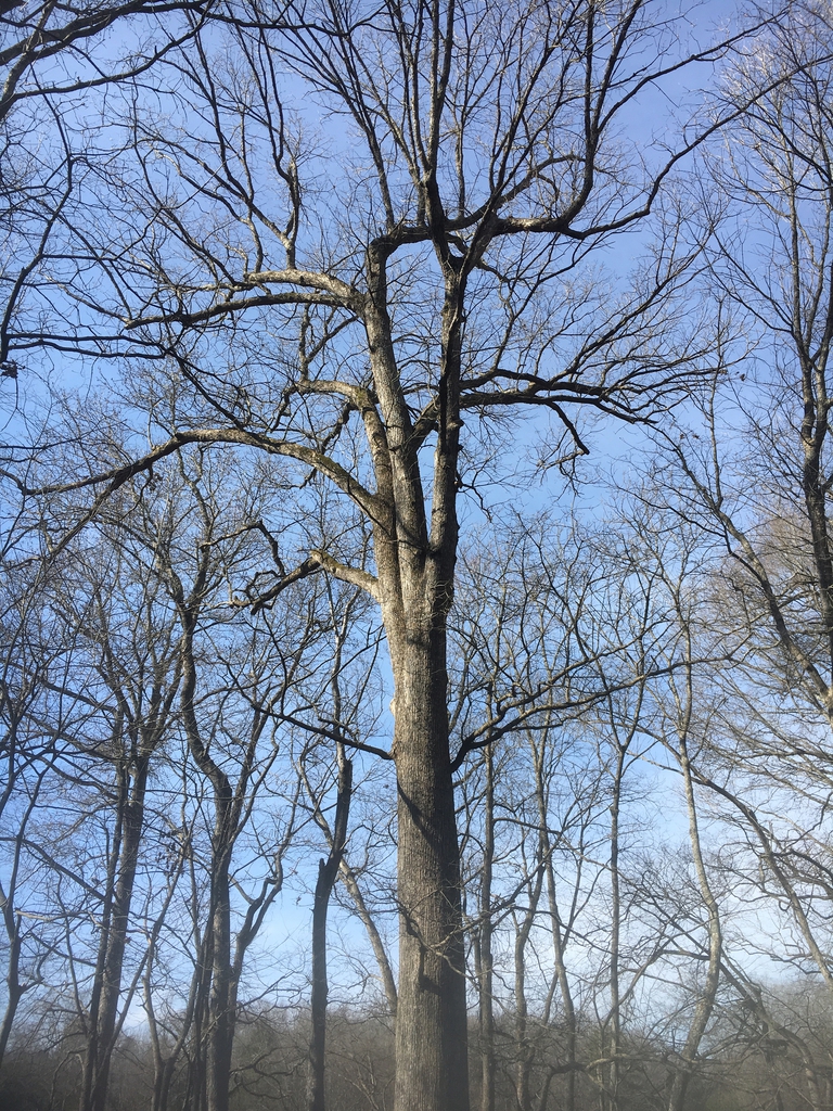 Winter form