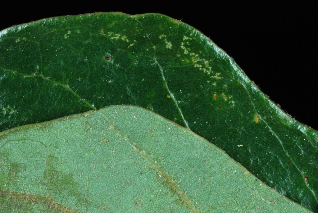 Leaf margin (Kershaw County, SC)-Early Fall