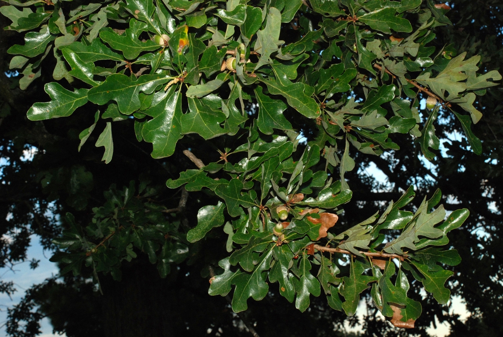 Branch with leaves (Kershaw County, SC)-Early Fall