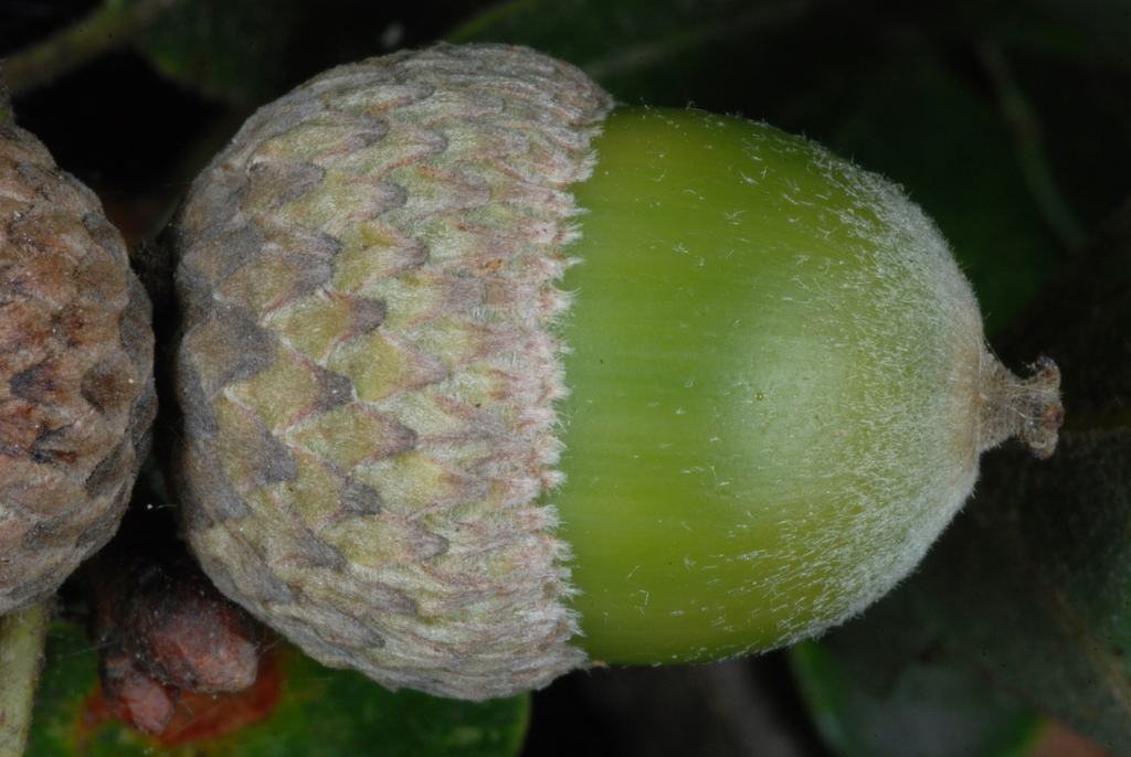 Acorn side view (Kershaw County, SC)-Early Fall
