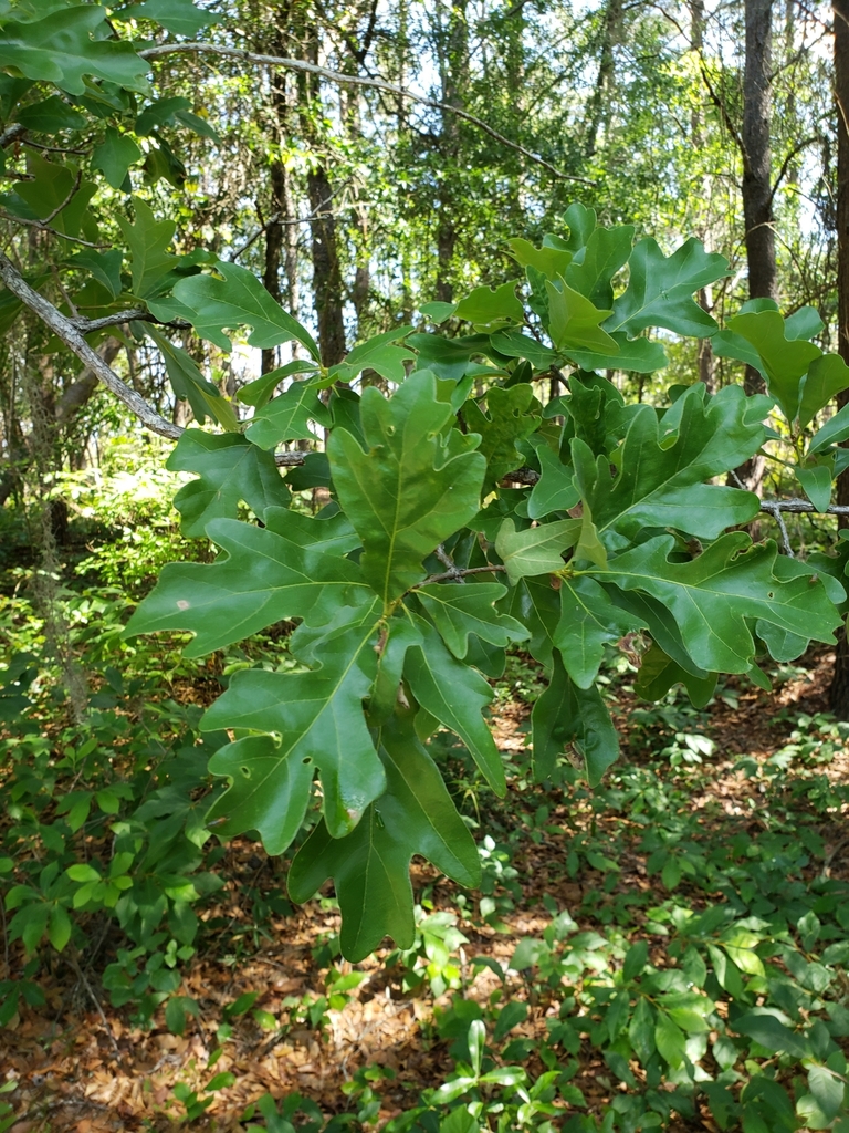 Leaves