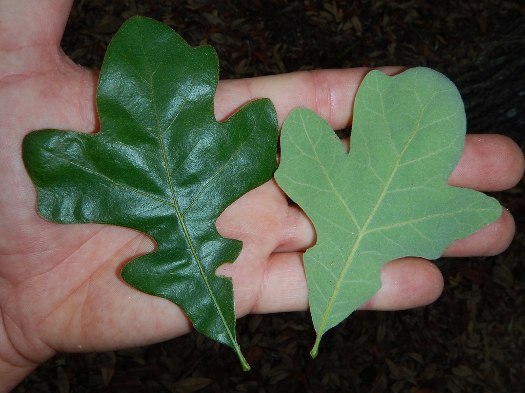 Both leaf surfaces