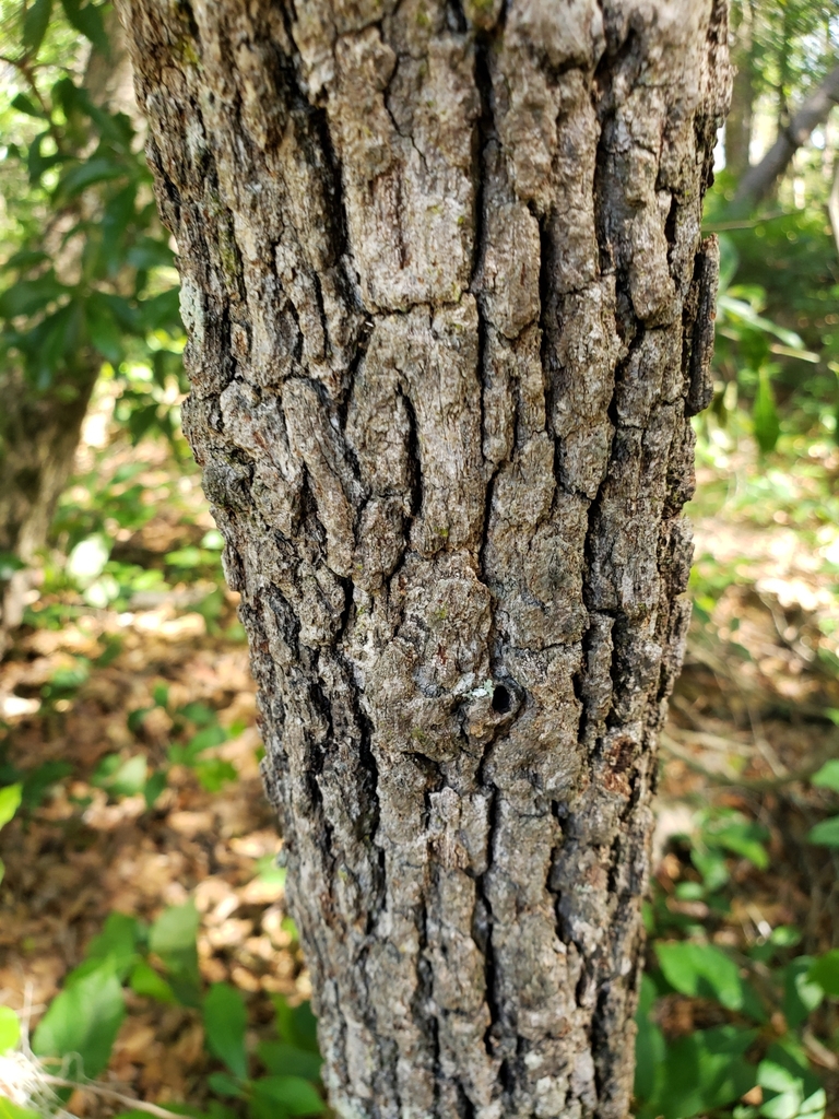 Bark