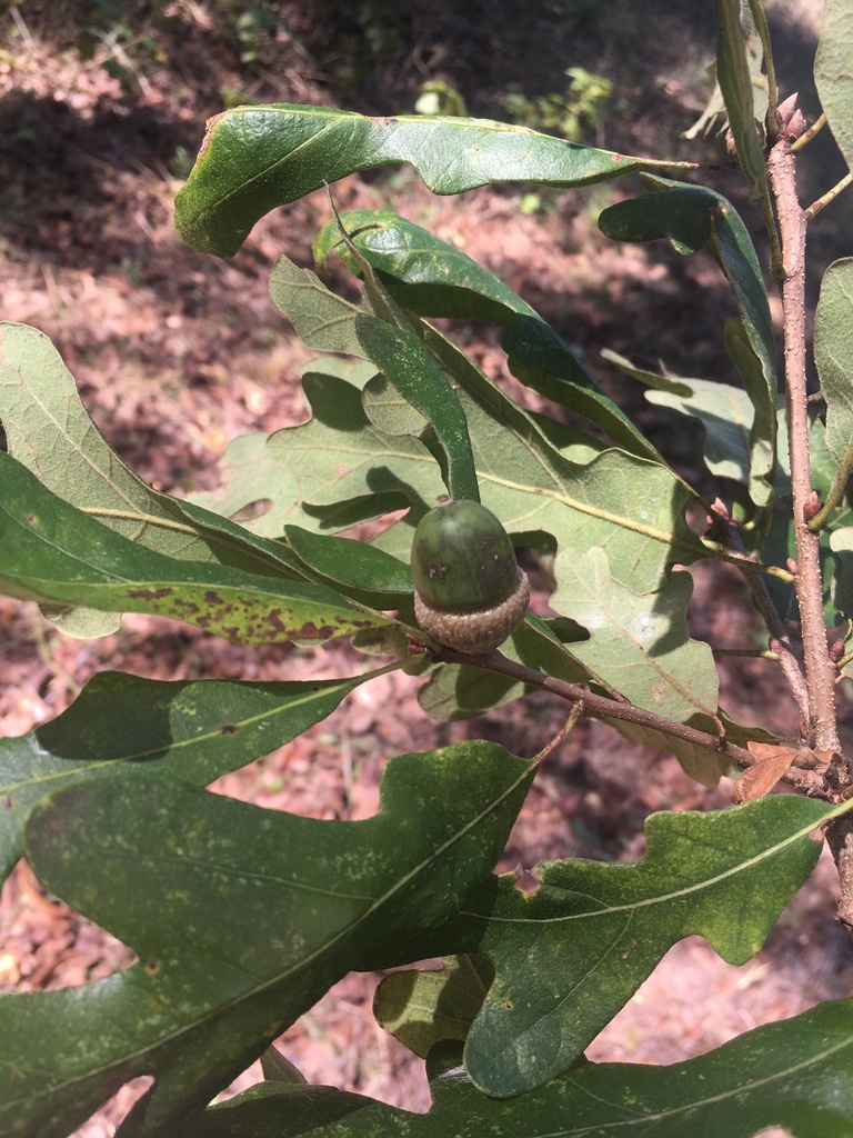 Fruit