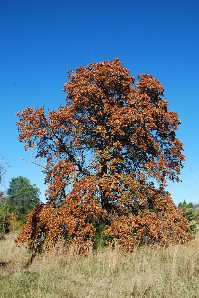 Fall form (Greensboro, NC)-Late Fall