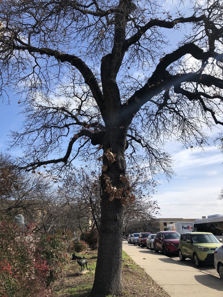 Winter form showing the contorted branches