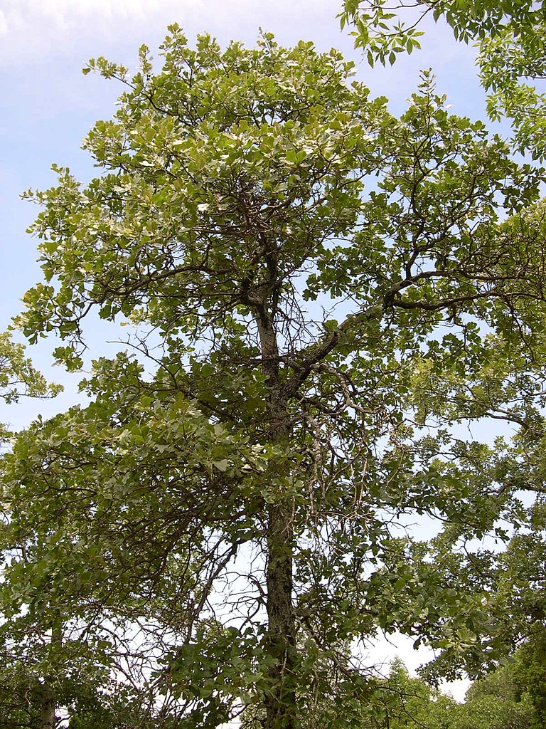 Form of a mature tree with leaves