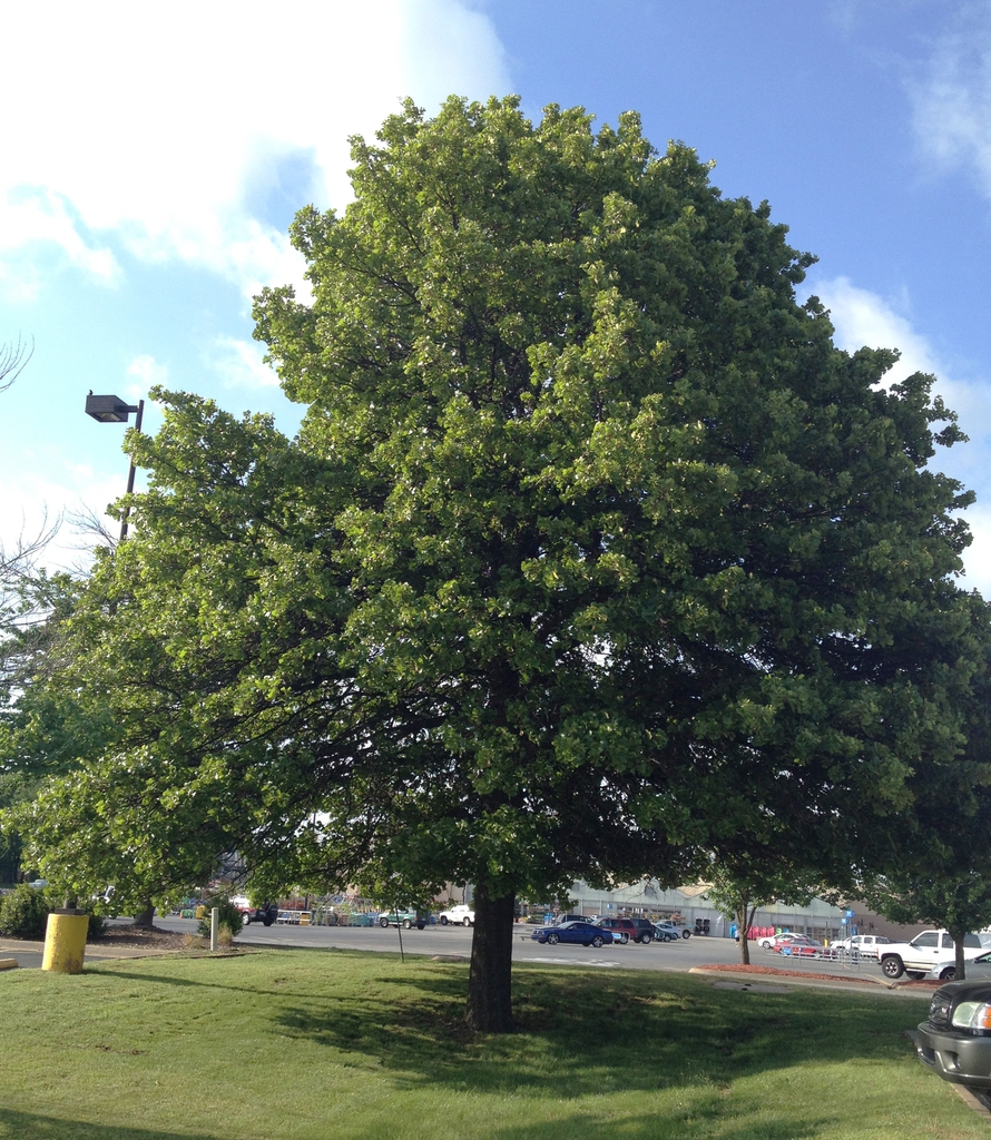Form of a mature tree with leaves
