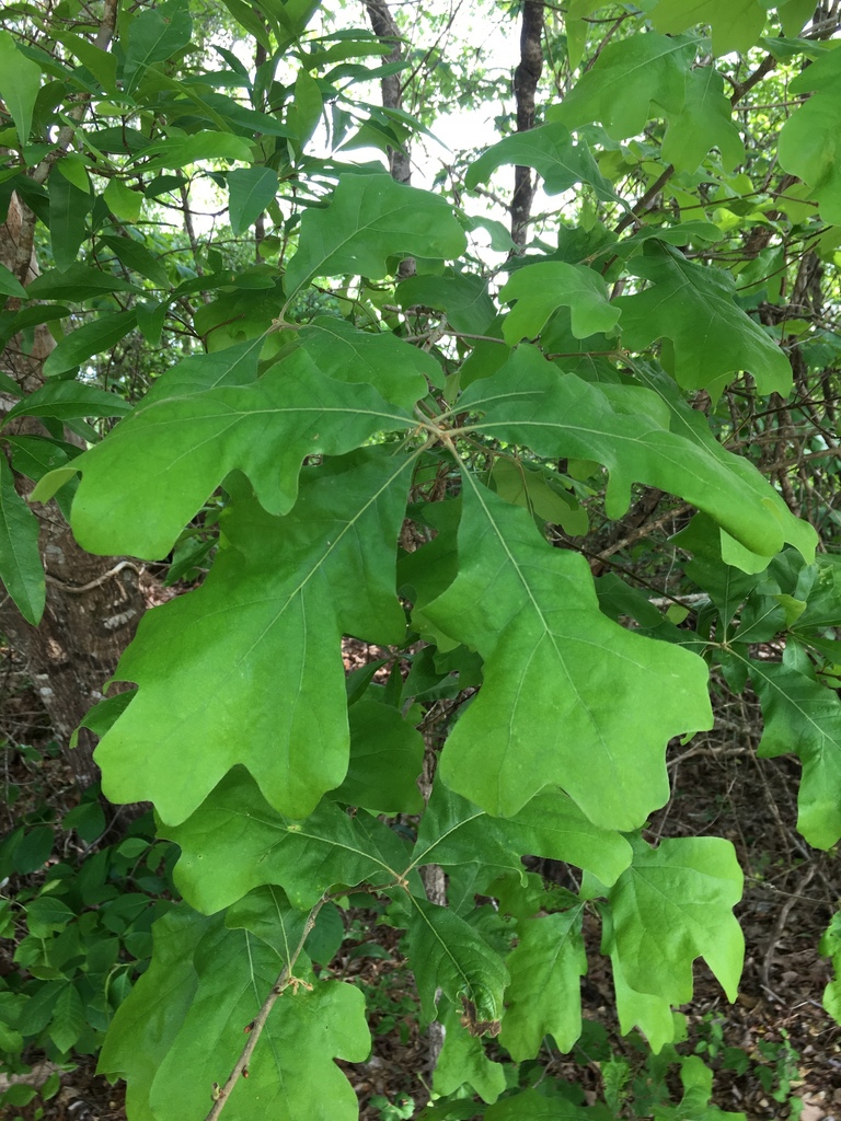 Leaves with shallow lobes